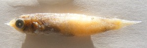  (Hoplolatilus chlupatyi - GP8-651)  @12 [ ] Unspecified (default): All Rights Reserved  Unspecified Unspecified