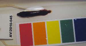  (Lepadichthys coccinotaenia - AV2010-045)  @12 [ ] CreativeCommons - Attribution Non-Commercial Share-Alike (2011) SAIAB SAIAB