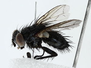  ( - BIOUG80138-E12)  @11 [ ] CreativeCommons - Attribution (2022) CBG Photography Group Centre for Biodiversity Genomics