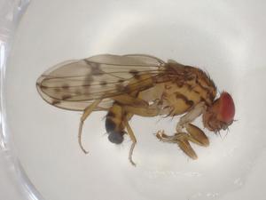  ( - CBG-A01036-E06)  @11 [ ] CreativeCommons - Attribution (2023) Centre for Biodiversity Genomics Centre for Biodiversity Genomics