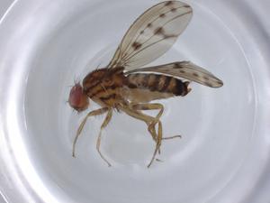  ( - BIOUG96679-A05)  @11 [ ] CreativeCommons - Attribution (2023) Centre for Biodiversity Genomics Centre for Biodiversity Genomics