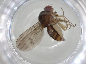  (Cyrtona_sl - CBG-A00810-F12)  @11 [ ] CreativeCommons - Attribution (2023) Centre for Biodiversity Genomics Centre for Biodiversity Genomics