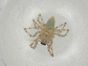  ( - CBG-A01947-G11)  @11 [ ] CreativeCommons - Attribution (2023) Centre for Biodiversity Genomics Centre for Biodiversity Genomics