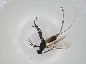  (Bracon megapalpus - CBG-A02670-D08)  @11 [ ] CreativeCommons - Attribution (2023) Centre for Biodiversity Genomics Centre for Biodiversity Genomics