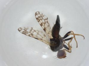  ( - CBG-A02671-D02)  @11 [ ] CreativeCommons - Attribution (2023) Centre for Biodiversity Genomics Centre for Biodiversity Genomics