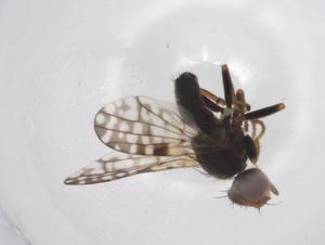  ( - CBG-A02676-D06)  @11 [ ] CreativeCommons - Attribution (2023) Centre for Biodiversity Genomics Centre for Biodiversity Genomics