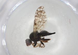  ( - BIOUG96947-F11)  @11 [ ] CreativeCommons - Attribution (2023) Centre for Biodiversity Genomics Centre for Biodiversity Genomics