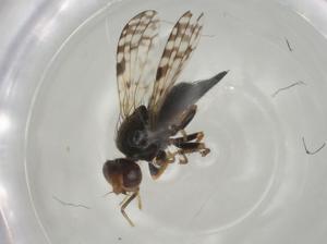  ( - CBG-A02230-H03)  @11 [ ] CreativeCommons - Attribution (2023) Centre for Biodiversity Genomics Centre for Biodiversity Genomics