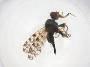  ( - CBG-A02231-B01)  @11 [ ] CreativeCommons - Attribution (2023) Centre for Biodiversity Genomics Centre for Biodiversity Genomics