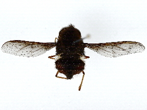  ( - BIOUG85487-G10)  @11 [ ] CreativeCommons - Attribution (2022) CBG Photography Group Centre for Biodiversity Genomics