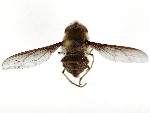 ( - BIOUG85487-H04)  @11 [ ] CreativeCommons - Attribution (2022) CBG Photography Group Centre for Biodiversity Genomics