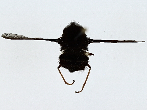  ( - BIOUG85488-D05)  @11 [ ] CreativeCommons - Attribution (2022) CBG Photography Group Centre for Biodiversity Genomics