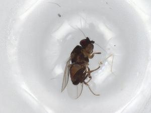  ( - BIOUG85043-C07)  @11 [ ] CreativeCommons - Attribution (2022) Centre for Biodiversity Genomics Centre for Biodiversity Genomics