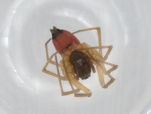  ( - BIOUG85044-F10)  @11 [ ] CreativeCommons - Attribution (2022) Centre for Biodiversity Genomics Centre for Biodiversity Genomics