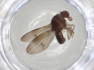  ( - CBG-A05253-G12)  @11 [ ] CreativeCommons - Attribution (2023) Centre for Biodiversity Genomics Centre for Biodiversity Genomics