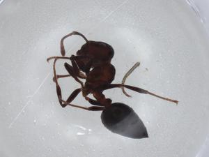  ( - CBG-A01981-C05)  @11 [ ] CreativeCommons - Attribution (2023) Centre for Biodiversity Genomics Centre for Biodiversity Genomics