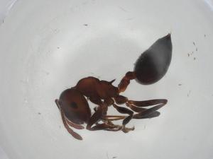  ( - CBG-A03058-C07)  @11 [ ] CreativeCommons - Attribution (2023) Centre for Biodiversity Genomics Centre for Biodiversity Genomics