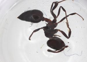  ( - CBG-A03367-A09)  @11 [ ] CreativeCommons - Attribution (2023) Centre for Biodiversity Genomics Centre for Biodiversity Genomics