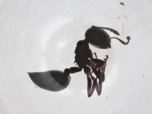  ( - CBG-A03367-C11)  @11 [ ] CreativeCommons - Attribution (2023) Centre for Biodiversity Genomics Centre for Biodiversity Genomics