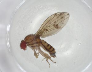  ( - CBG-A05750-E02)  @11 [ ] CreativeCommons - Attribution (2023) Centre for Biodiversity Genomics Centre for Biodiversity Genomics