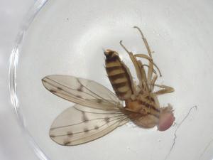  ( - CBG-A05750-G06)  @11 [ ] CreativeCommons - Attribution (2023) Centre for Biodiversity Genomics Centre for Biodiversity Genomics