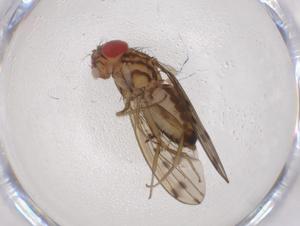  ( - CBG-A05758-E04)  @11 [ ] CreativeCommons - Attribution (2023) Centre for Biodiversity Genomics Centre for Biodiversity Genomics