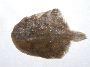  ( - MACNICT201288)  @11 [ ] Copyright (2013) E. Fernandez MACN