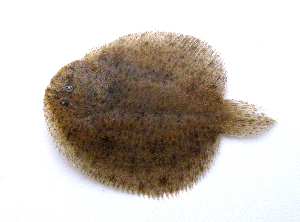  ( - MACNICT201294)  @11 [ ] Copyright (2013) E. Fernandez MACN