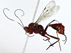  ( - BIOUG85497-F04)  @11 [ ] CreativeCommons - Attribution (2022) CBG Photography Group Centre for Biodiversity Genomics