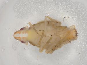  ( - BIOUG98171-B08)  @11 [ ] CreativeCommons - Attribution (2023) Centre for Biodiversity Genomics Centre for Biodiversity Genomics