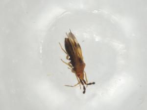  (Lilliputocorini - CBG-A03778-E05)  @11 [ ] CreativeCommons - Attribution (2023) Centre for Biodiversity Genomics Centre for Biodiversity Genomics