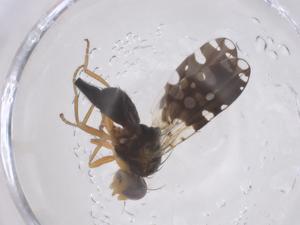  (Spathulina sicula - CBG-B04332-D05)  @11 [ ] CreativeCommons - Attribution Share - Alike (2025) Centre for Biodiversity Genomics Centre for Biodiversity Genomics