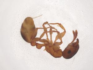  ( - CBG-B04338-A01)  @11 [ ] CreativeCommons - Attribution Share - Alike (2025) Centre for Biodiversity Genomics Centre for Biodiversity Genomics