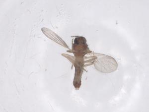  ( - CBG-B04662-G03)  @11 [ ] CreativeCommons - Attribution Share - Alike (2025) Centre for Biodiversity Genomics Centre for Biodiversity Genomics