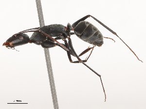  ( - CBG-B04784-C05)  @11 [ ] CreativeCommons - Attribution Share - Alike (2025) CBG Photography Group Centre for Biodiversity Genomics