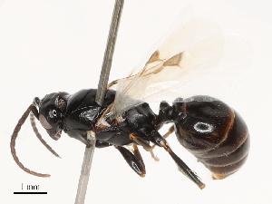  ( - CBG-B04784-E07)  @11 [ ] CreativeCommons - Attribution Share - Alike (2025) CBG Photography Group Centre for Biodiversity Genomics