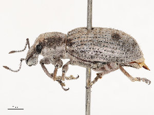  ( - CBG-B04784-G01)  @11 [ ] CreativeCommons - Attribution Share - Alike (2025) CBG Photography Group Centre for Biodiversity Genomics