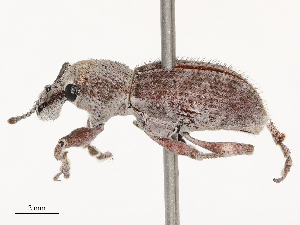  ( - CBG-B04784-G02)  @11 [ ] CreativeCommons - Attribution Share - Alike (2025) CBG Photography Group Centre for Biodiversity Genomics