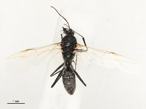  ( - CBG-B04801-A09)  @11 [ ] CreativeCommons - Attribution Share - Alike (2025) CBG Photography Group Centre for Biodiversity Genomics