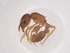  ( - CBG-B05220-B09)  @11 [ ] CreativeCommons - Attribution Share - Alike (2025) Centre for Biodiversity Genomics Centre for Biodiversity Genomics