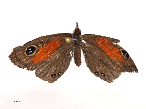  ( - CBG-B00187-A01)  @11 [ ] CreativeCommons - Attribution Share - Alike (2025) CBG Photography Group Centre for Biodiversity Genomics