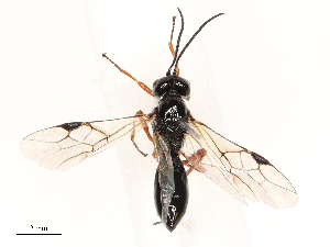  ( - CBG-B00187-B09)  @11 [ ] CreativeCommons - Attribution Share - Alike (2025) CBG Photography Group Centre for Biodiversity Genomics