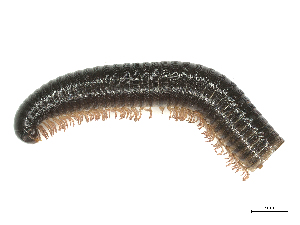  ( - CBG-B00187-H10)  @11 [ ] CreativeCommons - Attribution Share - Alike (2025) CBG Photography Group Centre for Biodiversity Genomics