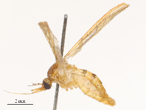  ( - CBG-B04686-B10)  @11 [ ] CreativeCommons - Attribution Share - Alike (2025) CBG Photography Group Centre for Biodiversity Genomics