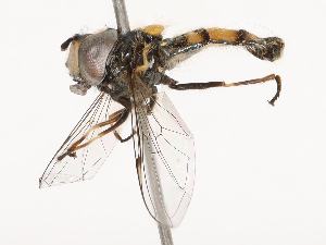  ( - CBG-B04686-E03)  @11 [ ] CreativeCommons - Attribution Share - Alike (2025) CBG Photography Group Centre for Biodiversity Genomics