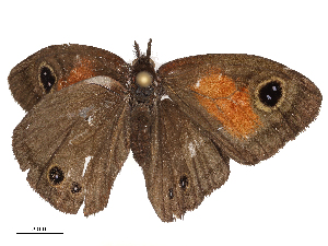  ( - CBG-B04805-G04)  @11 [ ] CreativeCommons - Attribution Share - Alike (2025) CBG Photography Group Centre for Biodiversity Genomics