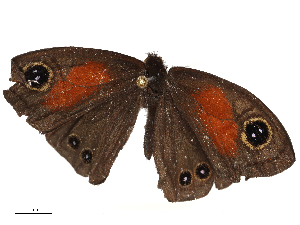  ( - CBG-B04805-G05)  @11 [ ] CreativeCommons - Attribution Share - Alike (2025) CBG Photography Group Centre for Biodiversity Genomics