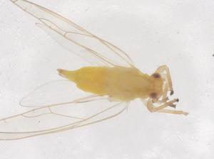  ( - CBG-B22554-D04)  @11 [ ] CreativeCommons - Attribution Share - Alike (2025) Centre for Biodiversity Genomics Centre for Biodiversity Genomics