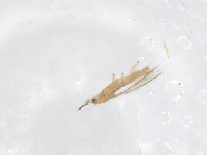  ( - CBG-B23727-D04)  @11 [ ] CreativeCommons - Attribution Share - Alike (2025) Centre for Biodiversity Genomics Centre for Biodiversity Genomics