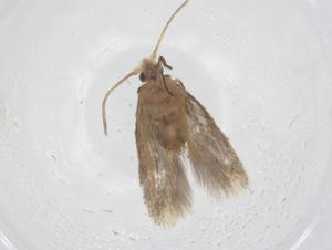  (Fomoria oroviale - CBG-B23727-D10)  @11 [ ] CreativeCommons - Attribution Share - Alike (2025) Centre for Biodiversity Genomics Centre for Biodiversity Genomics